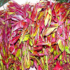 藍(lán)豐苗木出售香椿苗品種優(yōu)良紅油香椿苗大棚矮化香椿苗當(dāng)年可食用