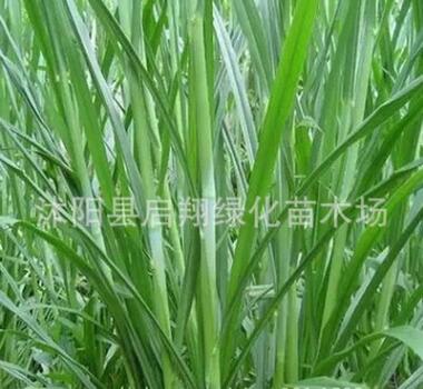 甜象草種子牧草種子南方北方多年生四季高產豬牛羊雞鴨鵝魚兔草籽