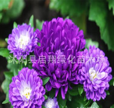 翠菊種子 菊花種子 花籽花卉種子 室內 陽臺盆栽 庭院