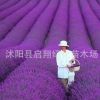 進(jìn)口薰衣草種子 四季 易種 普羅旺斯薰衣草種籽