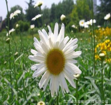 大濱菊種籽 優質菊花類種子 發芽率高 花海打造花草種子
