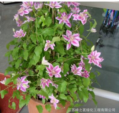 供應優(yōu)質(zhì)觀花鐵線蓮種球植物 庭院盆栽攀援花卉綠植