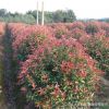 批發(fā)供應(yīng)工程綠化紅葉石楠苗木 紅葉石楠球樹苗
