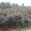 出售綠化苗木、 加拿大紫荊 、紫葉紫荊 、工程綠化苗木批發