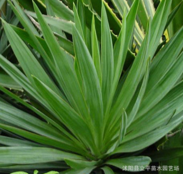 供應(yīng)苗木鳳尾蘭 絲蘭 劍麻 水絲麻和批發(fā)均可銷(xiāo)售 量大優(yōu)惠