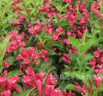工程綠化苗木花卉 紅王子錦帶 錦帶花 苗木基地直銷 王子錦帶苗
