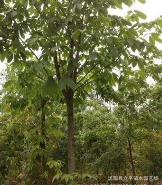 大量供應綠化工程苗木 七葉樹 植物苗木 規(guī)格齊全 量大從優(yōu)