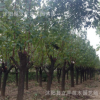 大量供應綠化苗木 紅綠梅 規(guī)格齊全 量大優(yōu)惠