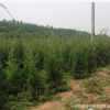 基地大量熱銷優(yōu)質 刺柏 塔柏 北京檜小苗 綠化工程苗木批發(fā)