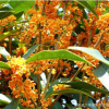 批發(fā)優(yōu)質桂花樹 精品桂花樹價格便宜萬畝苗木選購