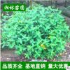 金絲桃球苗木基地直銷 金絲桃球苗 小毛球 色塊苗 灌木 喬木批發