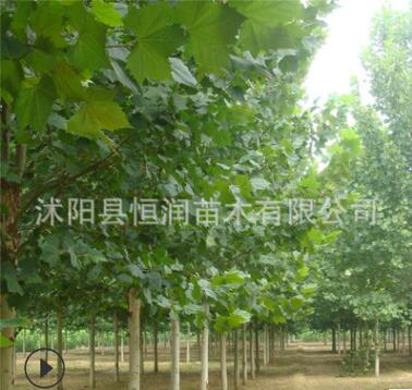 批發行道樹法桐小苗.法國梧桐樹 速生法桐 懸鈴木樹苗