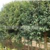 大葉女貞 綠化苗木 常綠植物 高桿女貞樹苗 規格齊全