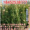 庭院綠化歐月苗爬墻植物爬藤薔薇月季花苗紫袍玉帶月季苗攀援花卉
