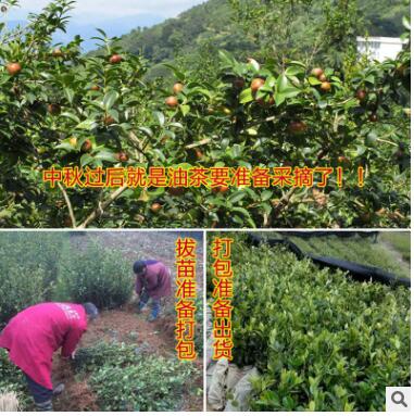 基地直銷 長林系列 高產嫁接油茶苗 高產嫁接裸根苗
