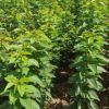 吉塞拉矮化櫻桃苗 美早矮化櫻桃樹苗