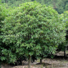 供應各類桂花，綠化工程價格合理