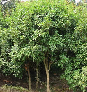 長期大量供應優(yōu)質(zhì)楓香