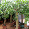 批發室內大型植物平安樹 幸福樹盆栽 平安樹 觀葉植物 室內幸福樹