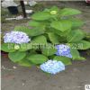 無盡夏 八仙花 繡球花 基地直銷批發 工程苗木綠化盆栽繡球