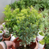 開花盆景植物 米蘭花 室內客廳綠植盆栽 驅蚊子 四季常青米蘭盆栽