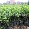基地直銷地中海莢蒾 熊掌木 規格齊全 品種齊全批發供應盆栽