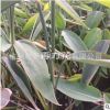 批發供應水生花草 再力花 基地直銷 蒲葦 量大從優