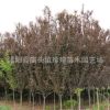 批發(fā) 紫葉李樹苗優(yōu)質(zhì)綠化苗木紫葉李 紅葉李小苗規(guī)格齊全紅葉李苗