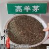 廠家批發草坪種子 高羊茅種子 出芽率高耐踐踏高羊茅草皮種子