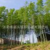 基地批發綠化工程苗毛竹 庭院觀賞綠植毛竹苗 規格全毛竹樹苗
