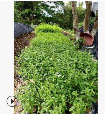 福建地被苗直銷 藍雪花 藍花丹 盆栽 陽臺庭院室內花期長攀爬植物