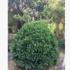 福建廠家直銷 非洲茉莉球價格 大量批發 規格齊全 150*150精品