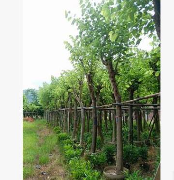 福建廠家直銷 庭院公園風景樹 園林綠化苗木紅花紫荊 羊蹄甲