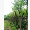 福建廠家直銷 庭院公園風景樹 園林綠化苗木紅花紫荊 羊蹄甲