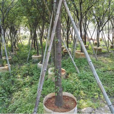 福建山櫻花批發(fā)綠化苗木移植苗批發(fā)基地直銷