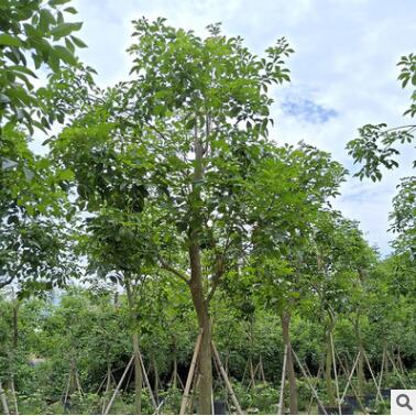 基地直銷多花黃花風(fēng)鈴木 生態(tài)園林 別墅校園行道樹供應(yīng)