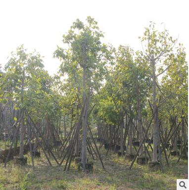 富貴榕盆栽盆景園藝花卉苗木種植綠植庭院陽(yáng)臺(tái)園林綠化工程