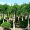 龍爪槐樹批發(fā) 綠化工程 盤槐 規(guī)格全 園林庭院觀賞造型
