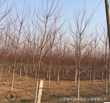 蘇北基地直銷美國紅楓綠化苗木 秋火焰 紅點庭院盆栽美國紅楓小苗