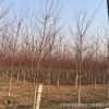 蘇北基地直銷美國紅楓綠化苗木 秋火焰 紅點(diǎn)庭院盆栽美國紅楓小苗