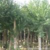基地批發(fā)三角楓苗 優(yōu)質(zhì)三角楓樹苗 庭院綠化防護(hù)樹 規(guī)格齊全