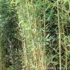供應(yīng)庭院觀賞竹子觀葉植物 金鑲玉竹批發(fā) 園林竹類綠化苗