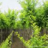 速生苗木繁殖基地 批發(fā)金葉榆小苗 彩葉樹木耐寒耐旱金葉榆樹
