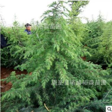 雪松1-8米常年大量批發(fā) 價格便宜 成活率高