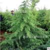 雪松1-8米常年大量批發 價格便宜 成活率高
