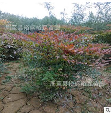 西安綠化苗木批發(fā) 南天竹基地 紅色小灌木 周至營養(yǎng)杯南天竹樹苗