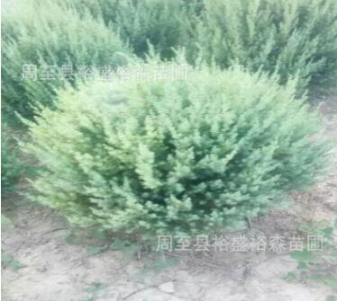 陜西刺柏球基地 規(guī)格齊全 西北園林苗木花卉