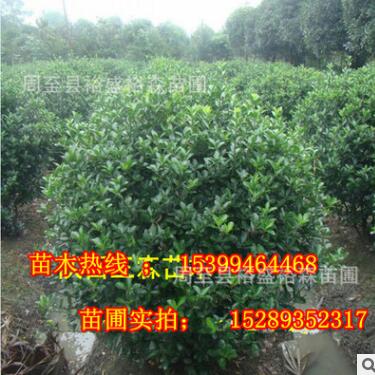 批發(fā)大葉黃楊球 綠化工程大葉黃楊球 陜西苗木基地