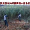 國槐小苗批發 陜西苗木廠家 成活率有保證 周至苗圃綠化苗木國槐