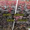 營養杯紅葉李批發 叢生苗綠化帶灌木農戶降價出售